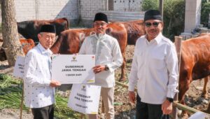 Baznas Jateng Sembelih 116 Sapi Kurban untuk Kornet