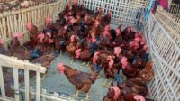 Harga daging ayam di Kota Semarang dalam sebulan terakhir mengalami kenaikan. (dok Istimewa)