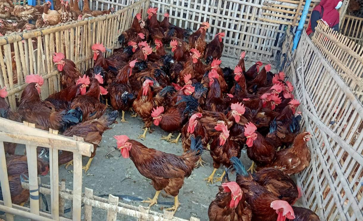 Harga daging ayam di Kota Semarang dalam sebulan terakhir mengalami kenaikan. (dok Istimewa)