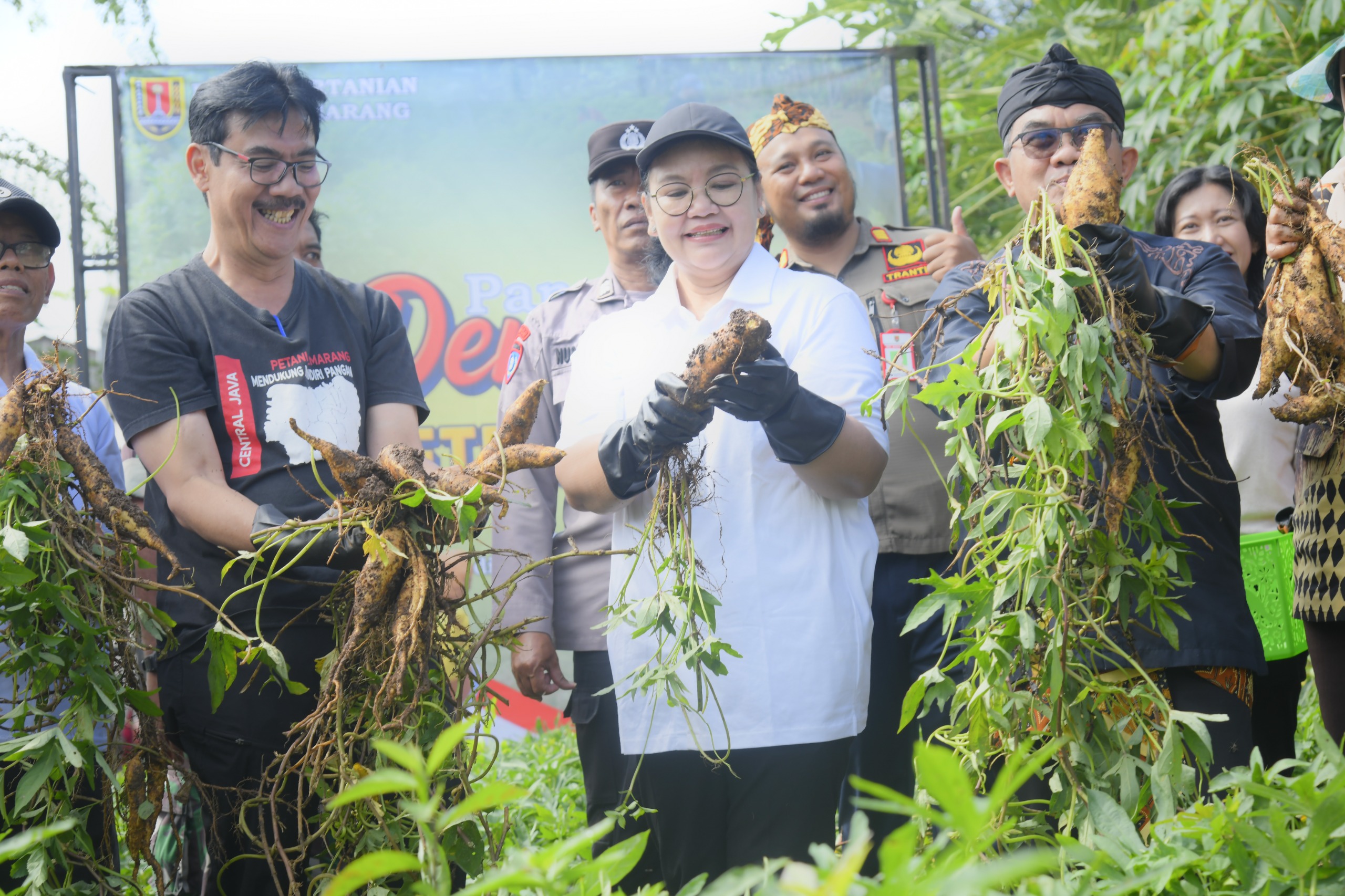 Panen Raya Ubi Jalar dan Singkong, Wali Kota Agustina Dorong Ketahanan Pangan Semarang Panen Raya Ubi Jalar dan Singkong, Wali Kota Agustina Dorong Ketahanan Pangan Semarang