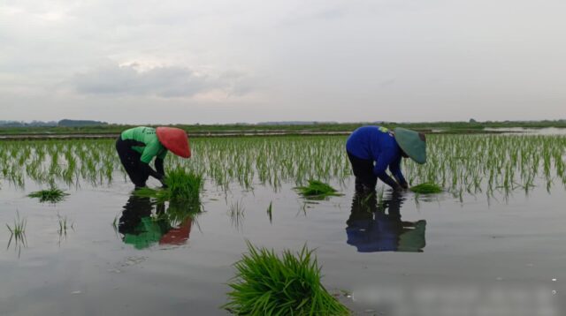 Kejar Swasembada Beras, 530 Hektare Lahan di Batang akan Ditanami Padi Biosalin