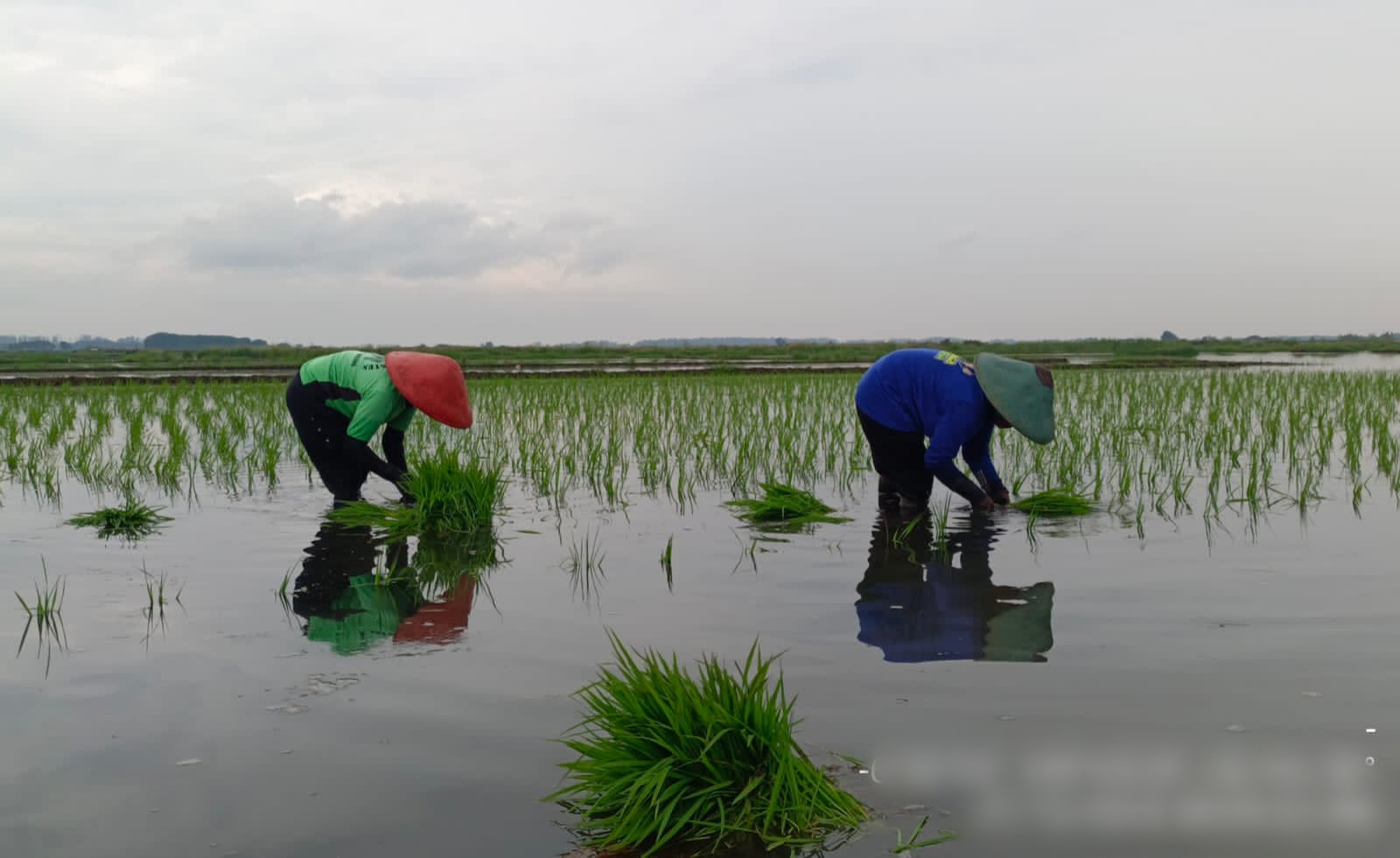 Kejar Swasembada Beras, 530 Hektare Lahan di Batang akan Ditanami Padi Biosalin Kejar Swasembada Beras, 530 Hektare Lahan di Batang akan Ditanami Padi Biosalin