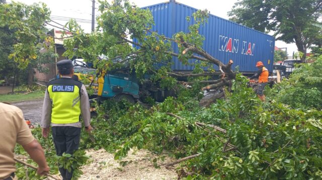 Akibat Tersangkut Kontainer, Akasia Timpa Truk Tronton