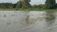 Ratusan Hektare Sawah Terdampak Banjir, Pemprov Jateng Ajukan Klaim AUTP