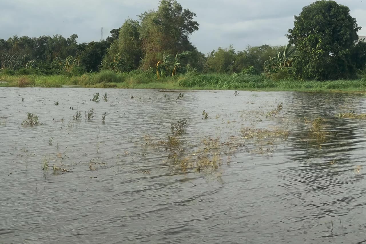 Ratusan Hektare Sawah Terdampak Banjir, Pemprov Jateng Ajukan Klaim AUTP Ratusan Hektare Sawah Terdampak Banjir, Pemprov Jateng Ajukan Klaim AUTP