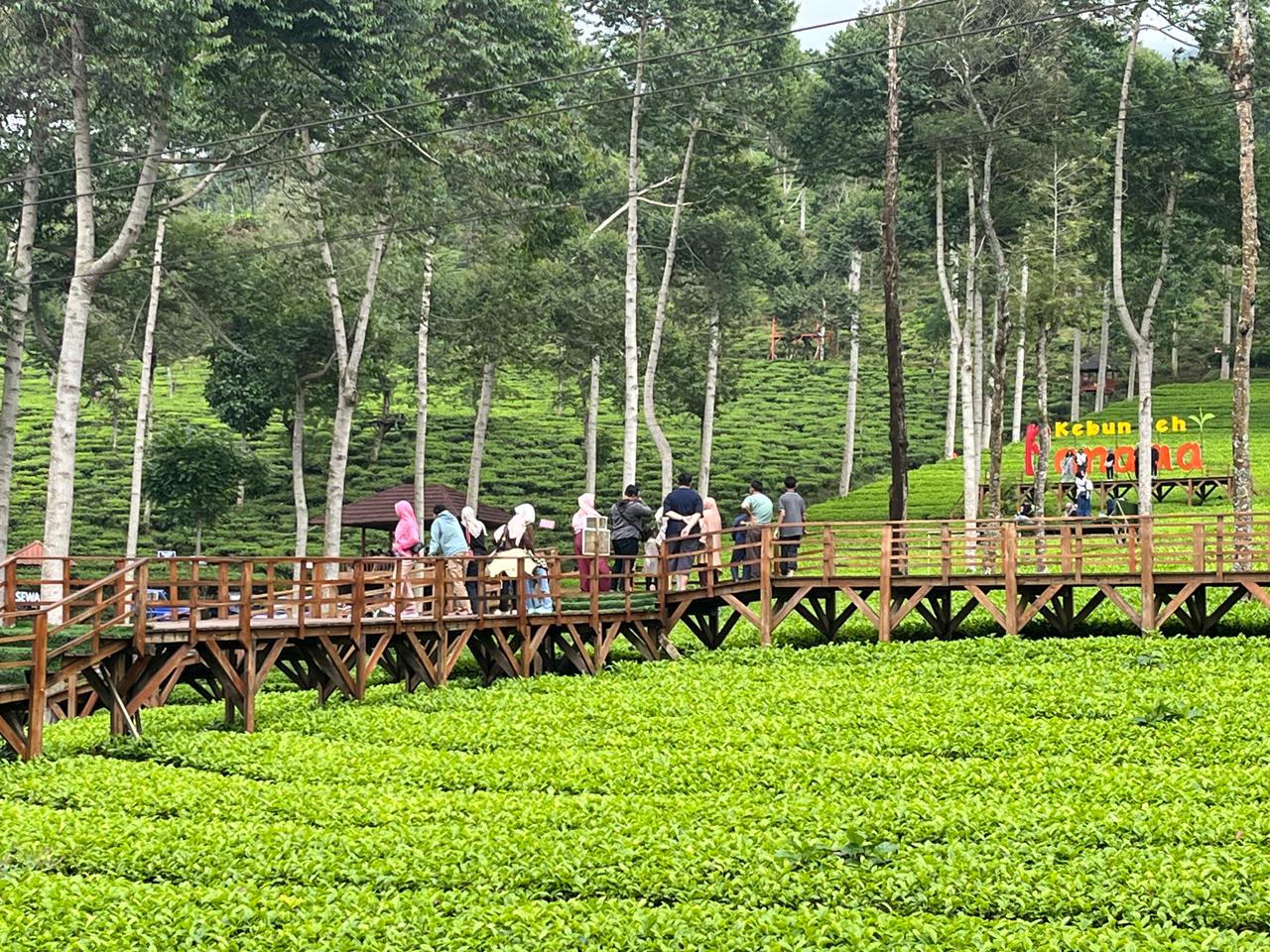 Libur Nataru, Wonosobo Dikunjungi Hampir 200 Ribu Orang Libur Nataru, Wonosobo Dikunjungi Hampir 200 Ribu Orang