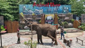 Semarang Zoo Hentikan Peragaan Gajah Tunggang, Patuhi Edaran Dirjen KSDAE