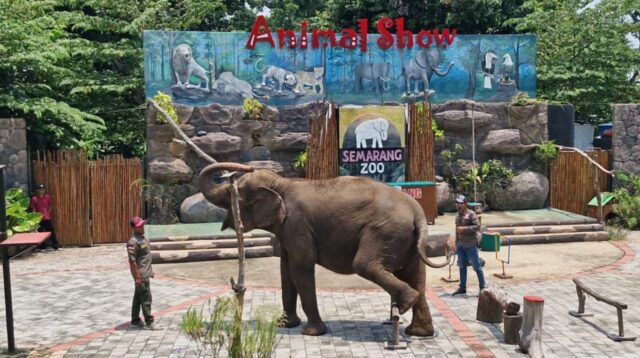 Semarang Zoo Hentikan Peragaan Gajah Tunggang, Patuhi Edaran Dirjen KSDAE