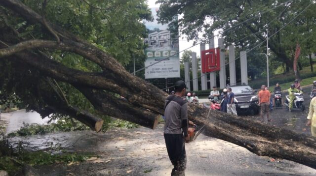 Pemkot Semarang Imbau Warga Waspada Pohon Tumbang Saat Cuaca Ekstrem