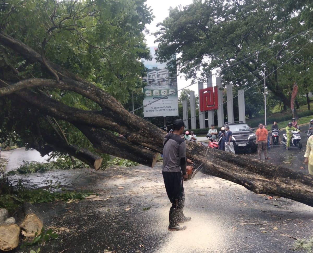 Pemkot Semarang Imbau Warga Waspada Pohon Tumbang Saat Cuaca Ekstrem