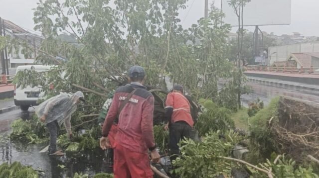 Pemkot Semarang Tangani Belasan Pohon Tumbang Akibat Cuaca Ekstrem