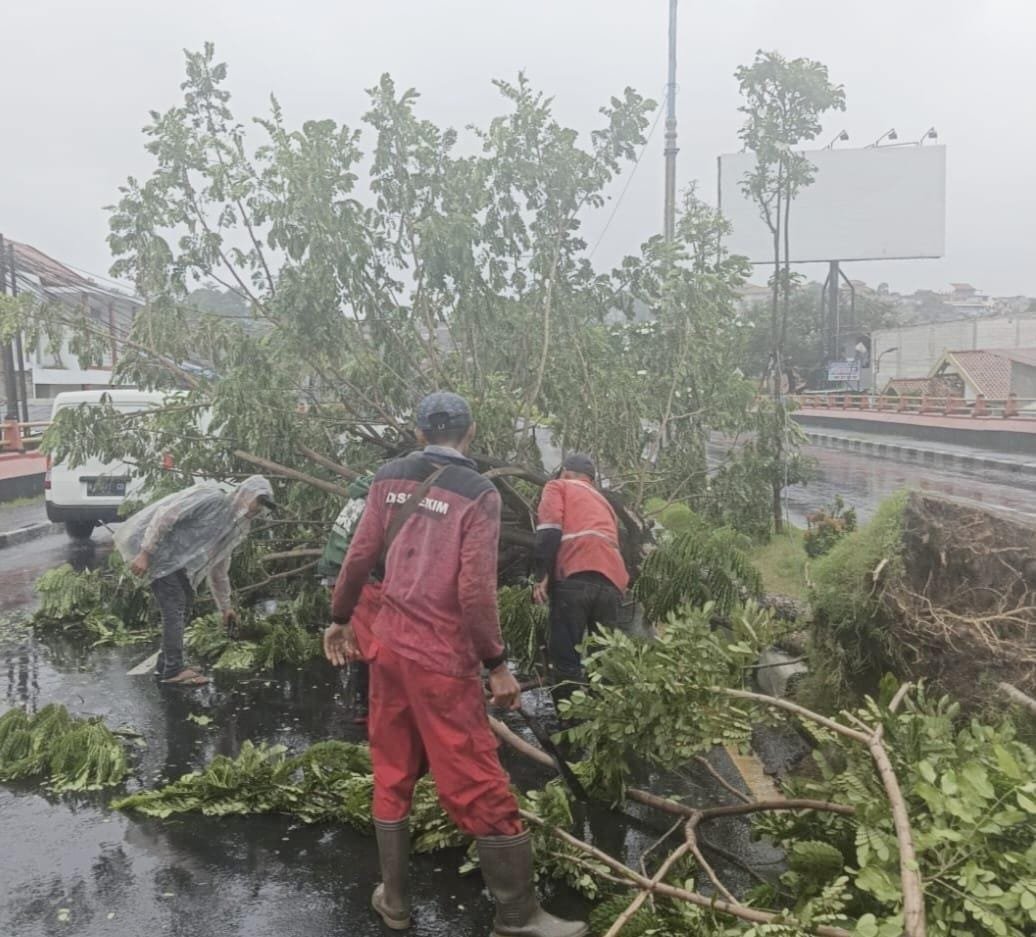 Pemkot Semarang Tangani Belasan Pohon Tumbang Akibat Cuaca Ekstrem