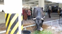 Sambut Iduladha, Pemkot Semarang Salurkan Puluhan Hewan Kurban dan Perkuat Semangat Berbagi