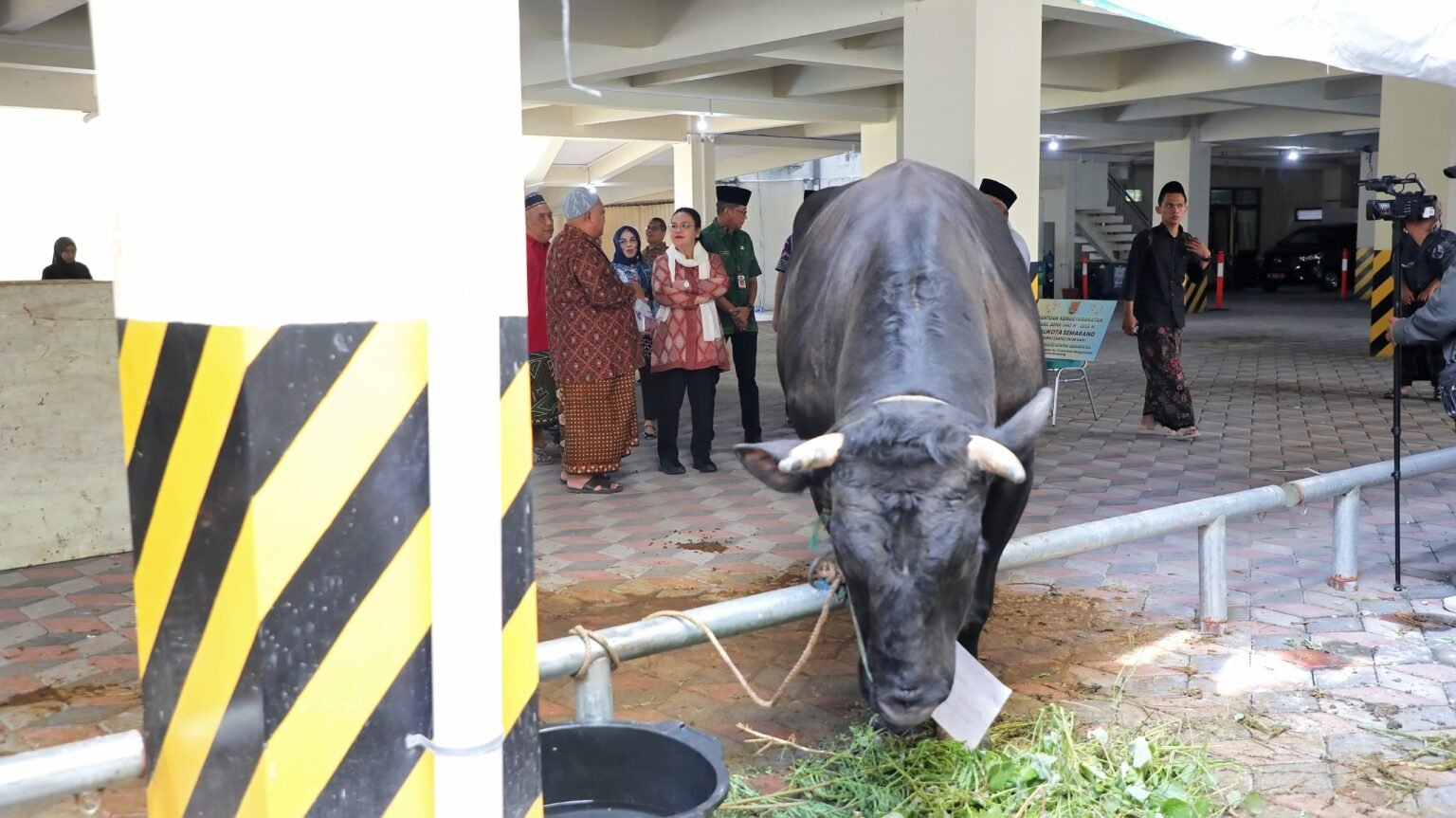 Sambut Iduladha, Pemkot Semarang Salurkan Puluhan Hewan Kurban dan Perkuat Semangat Berbagi
