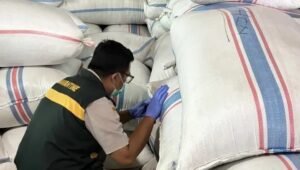 Ratusan Ton Cengkih Natuna Lolos Karantina, Siap Pasok Industri di Semarang
