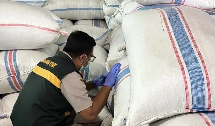 Ratusan Ton Cengkih Natuna Lolos Karantina, Siap Pasok Industri di Semarang