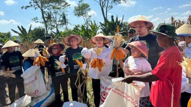 Agustina Puji Panen Jagung GP Ansor: Bukti Nyata Ketahanan Pangan