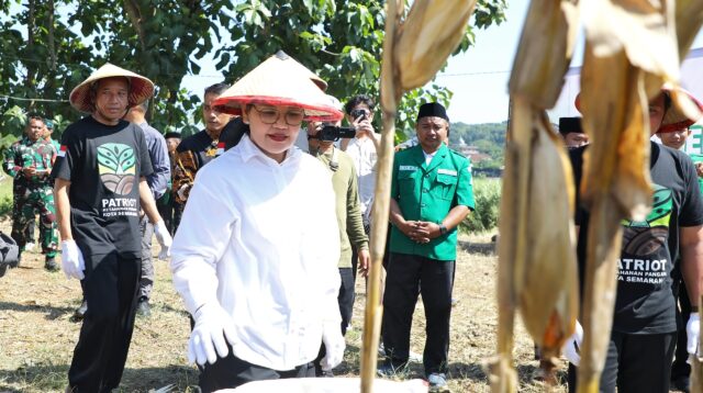 Agustina Apresiasi Panen Jagung GP Ansor Perkuat Ketahanan Pangan