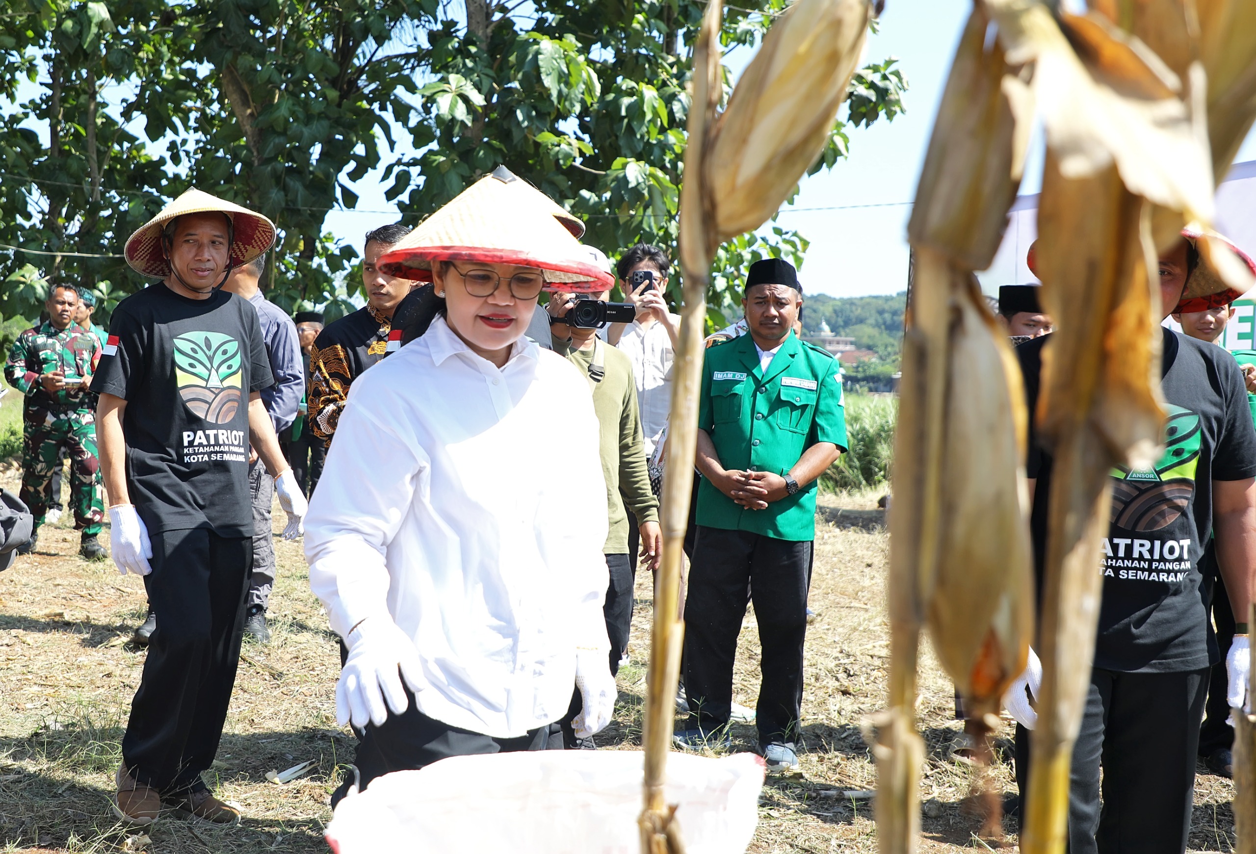 Agustina Apresiasi Panen Jagung GP Ansor Perkuat Ketahanan Pangan Agustina Apresiasi Panen Jagung GP Ansor Perkuat Ketahanan Pangan