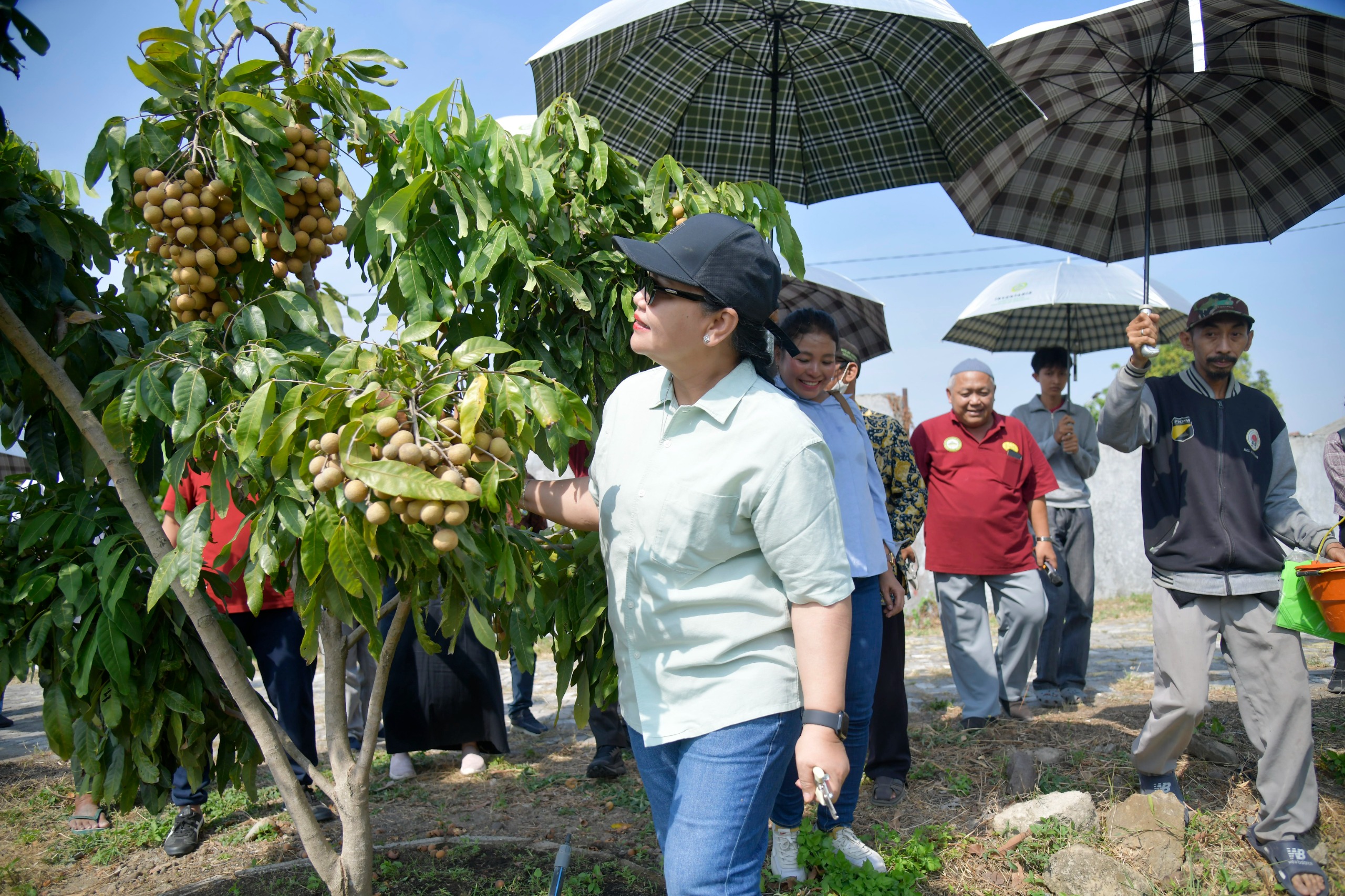 Agustina Resmikan Agro Eduwisata Masjid Agung, Dorong Wisata Pertanian Agustina Resmikan Agro Eduwisata Masjid Agung, Dorong Wisata Pertanian