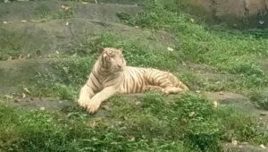 Kematian Harimau Putih Anggun Diselidiki, Walkot Minta Evaluasi Semarang Zoo