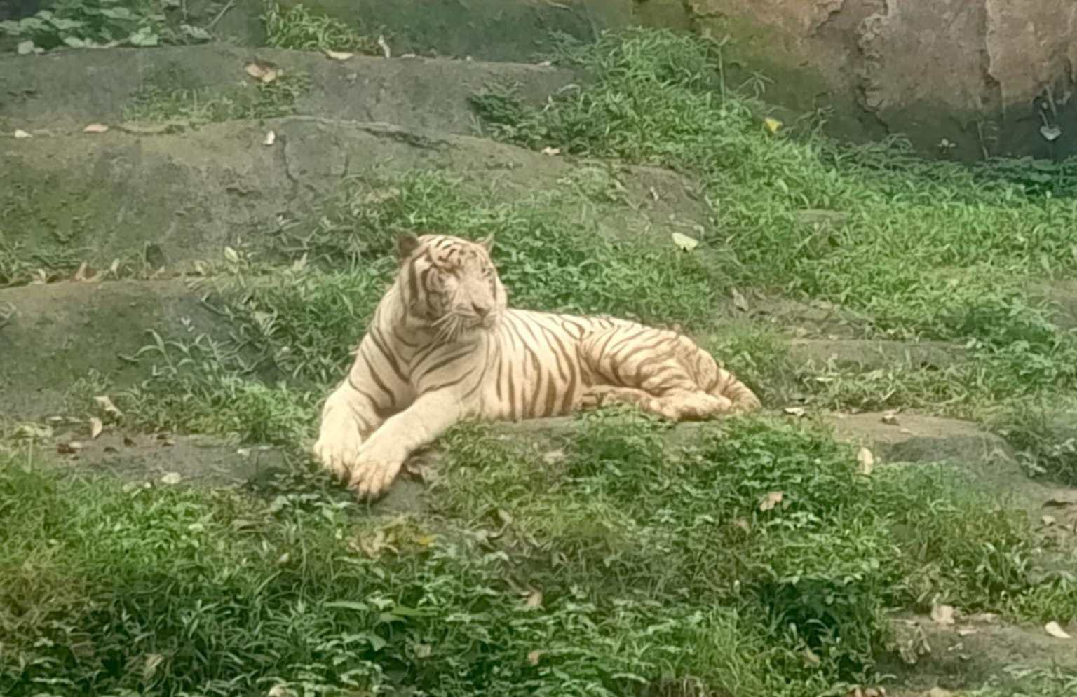 Kematian Harimau Putih Anggun Diselidiki, Walkot Minta Evaluasi Semarang Zoo Kematian Harimau Putih Anggun Diselidiki, Walkot Minta Evaluasi Semarang Zoo