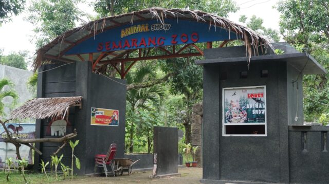 Pemkot Semarang Pastikan Penanganan Kematian Harimau Putih di Semarang Zoo Sesuai Prosedur