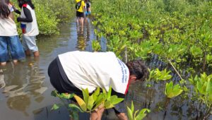Mahasiswa BINUS dan KPA Mangrove Tanam 400 Mangrove untuk mencegah abrasi pesisir, Minggu (16/8/2026).