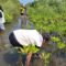Mahasiswa BINUS dan KPA Mangrove Tanam 400 Mangrove untuk mencegah abrasi pesisir, Minggu (16/8/2026).