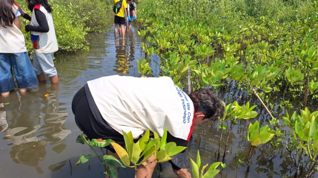 Mahasiswa BINUS dan KPA Mangrove Tanam 400 Mangrove untuk mencegah abrasi pesisir, Minggu (16/8/2026).