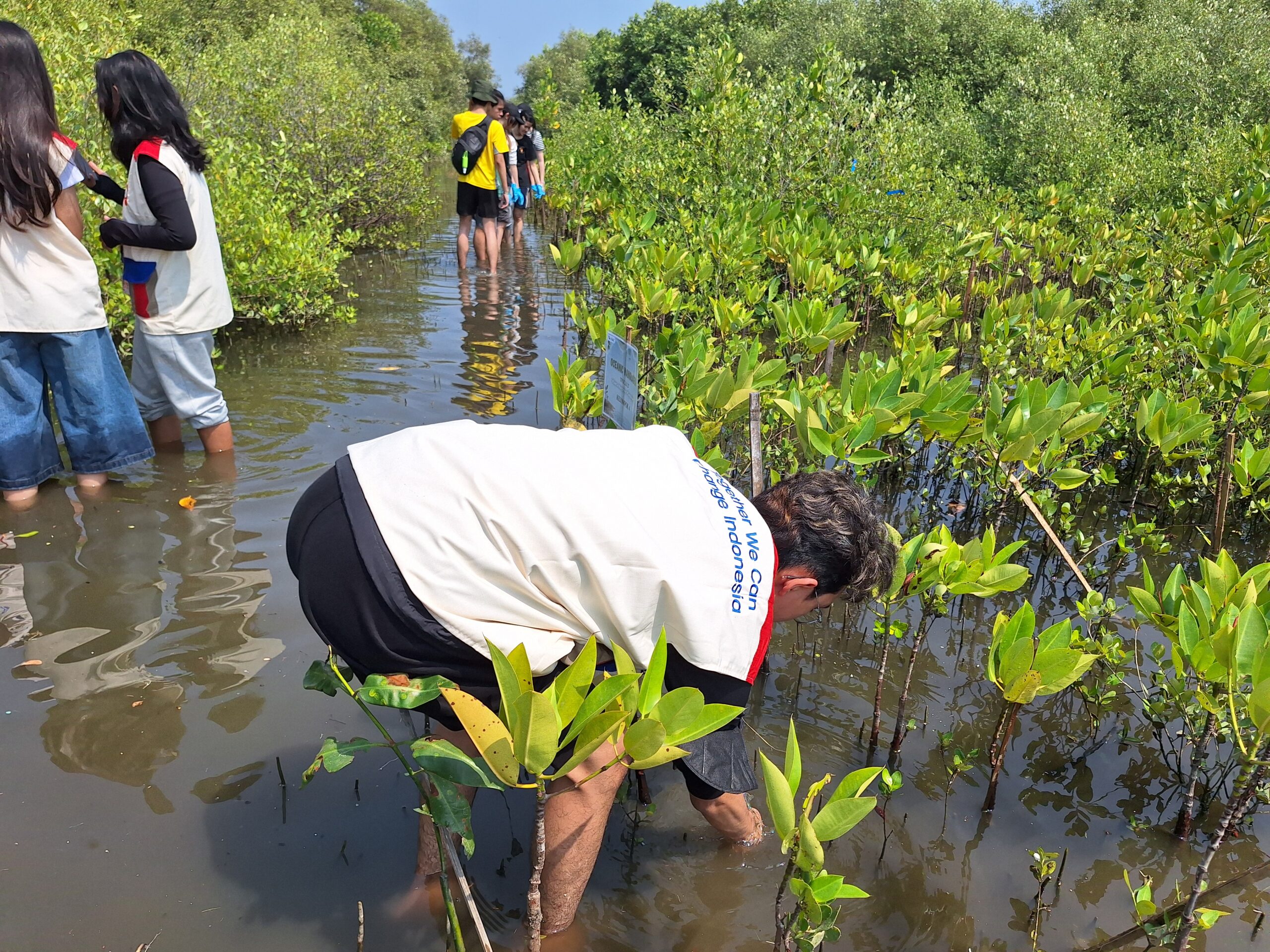 Mahasiswa BINUS dan KPA Mangrove Tanam 400 Mangrove untuk mencegah abrasi pesisir, Minggu (16/8/2026). Mahasiswa BINUS dan KPA Mangrove Tanam 400 Mangrove untuk mencegah abrasi pesisir, Minggu (16/8/2026).