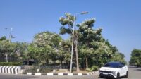 Tabebuya Bermekaran, Jalan Madukoro Semarang Makin Jadi Spot Favorit Menikmati Senja Tabebuya Bermekaran, Jalan Madukoro Semarang Makin Jadi Spot Favorit Menikmati Senja