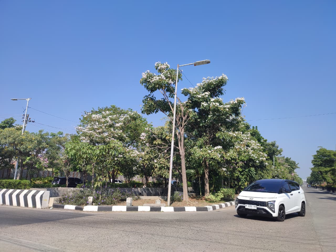 Tabebuya Bermekaran, Jalan Madukoro Semarang Makin Jadi Spot Favorit Menikmati Senja Tabebuya Bermekaran, Jalan Madukoro Semarang Makin Jadi Spot Favorit Menikmati Senja