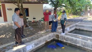 Bisa Tampung 1.000 Ekor, Dinas Perikanan Semarang Kaji Budi Daya Lele Buis Beton