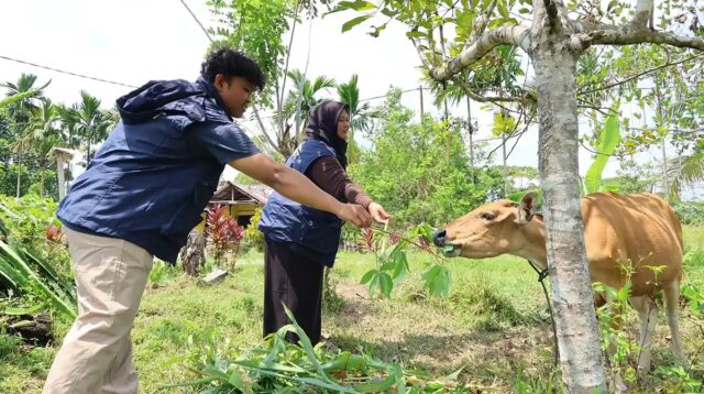 TEP 3 UNDIP Kenalkan Pita Ukur untuk Bantu Peternak Senggi Tentukan Bobot Sapi
