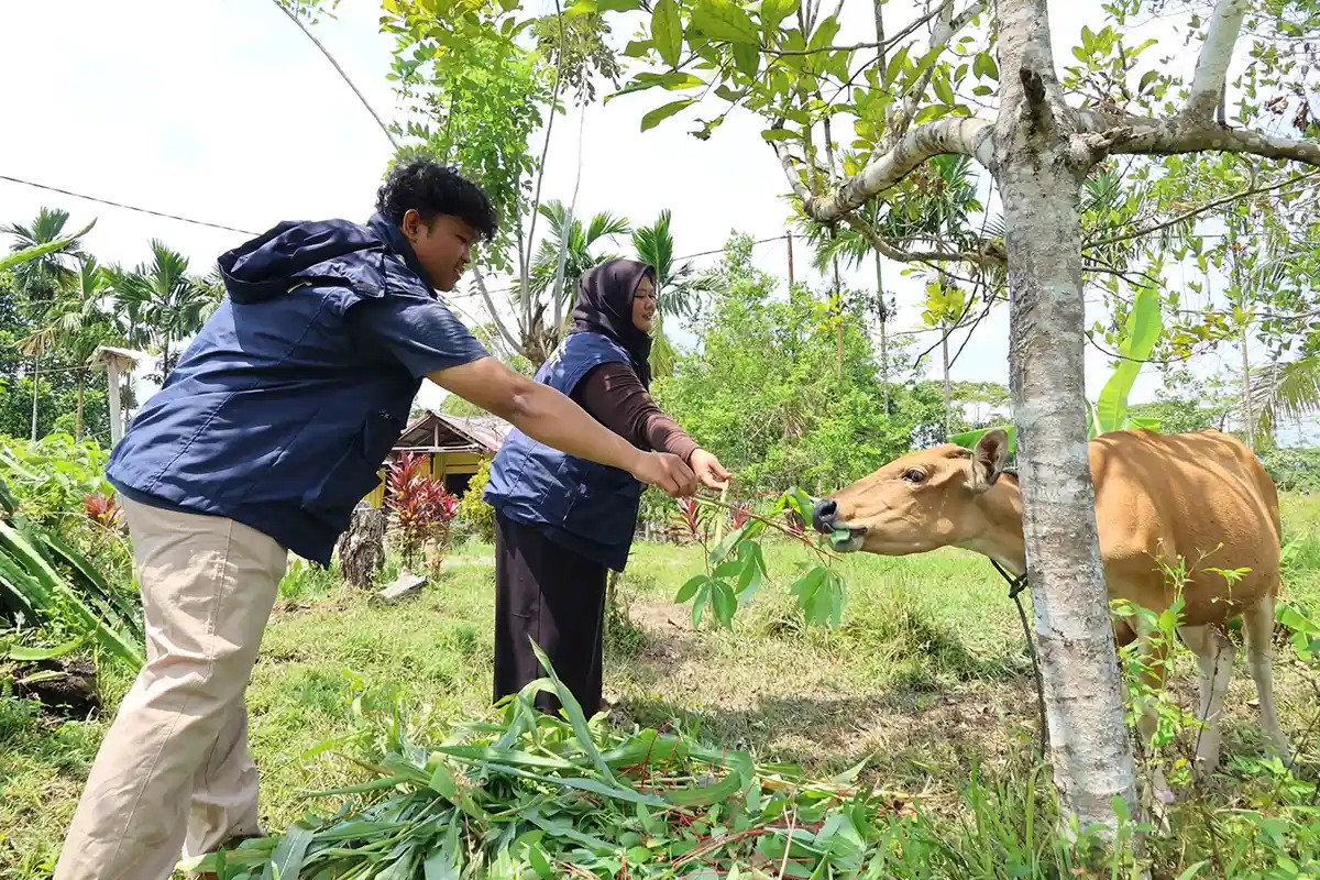 TEP 3 UNDIP Kenalkan Pita Ukur untuk Bantu Peternak Senggi Tentukan Bobot Sapi TEP 3 UNDIP Kenalkan Pita Ukur untuk Bantu Peternak Senggi Tentukan Bobot Sapi