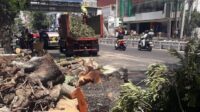 Pohon Tumbang di Jalan Pandanaran, Pemkot Semarang Evaluasi Perawatan Ruang Hijau
