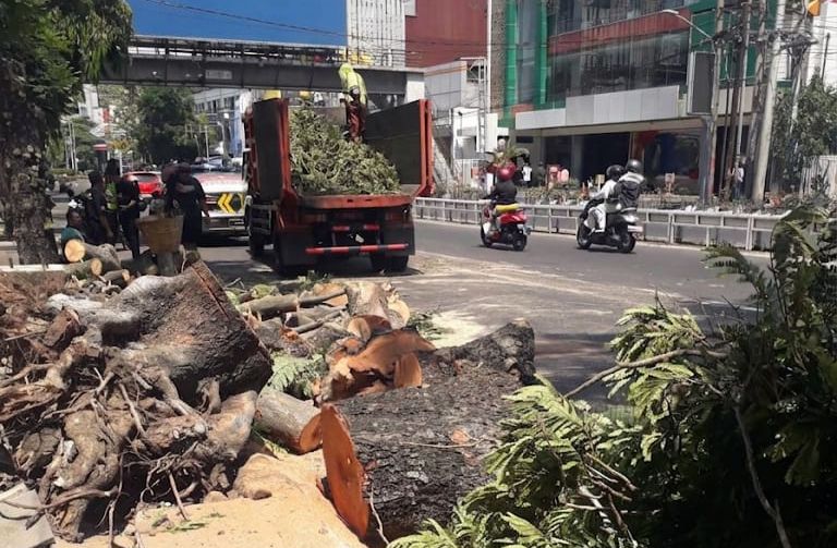 Pohon Tumbang di Jalan Pandanaran, Pemkot Semarang Evaluasi Perawatan Ruang Hijau Pohon Tumbang di Jalan Pandanaran, Pemkot Semarang Evaluasi Perawatan Ruang Hijau