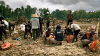 TEP UNDIP Ikut Tanam Padi Bersama Petani Senggi, Hidupkan Semangat Royongan di Keerom