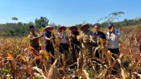 Si Semar Beraksi Dorong Kemandirian Ekonomi Warga Lewat Panen Perdana Jagung