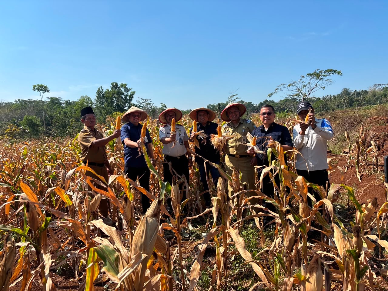 Si Semar Beraksi Dorong Kemandirian Ekonomi Warga Lewat Panen Perdana Jagung Si Semar Beraksi Dorong Kemandirian Ekonomi Warga Lewat Panen Perdana Jagung