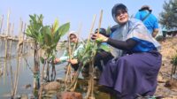 Inovasi Ekosistem Hijau PLN Indonesia Power Perkuat Ketahanan Pesisir Semarang