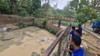 Kolam Buaya Semarang Zoo Mengering akibat Kemarau, Manajemen Pastikan Satwa Sehat