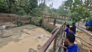 Kolam Buaya Semarang Zoo Mengering akibat Kemarau, Manajemen Pastikan Satwa Sehat