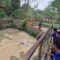 Kolam Buaya Semarang Zoo Mengering akibat Kemarau, Manajemen Pastikan Satwa Sehat