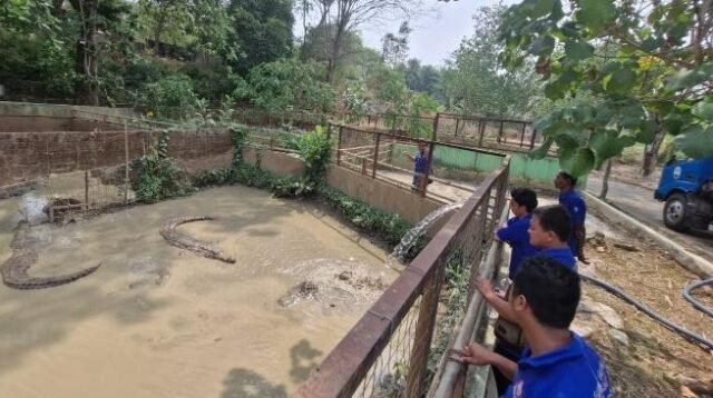 Kolam Buaya Semarang Zoo Mengering akibat Kemarau, Manajemen Pastikan Satwa Sehat