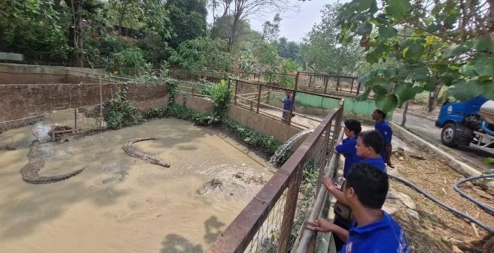 Kolam Buaya Semarang Zoo Mengering akibat Kemarau, Manajemen Pastikan Satwa Sehat Kolam Buaya Semarang Zoo Mengering akibat Kemarau, Manajemen Pastikan Satwa Sehat