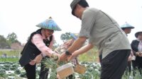 Kembangkan Pertanian Terpadu Metode BSM, Wali Kota Agustina Dorong Hasil Panen Terserap Pasar