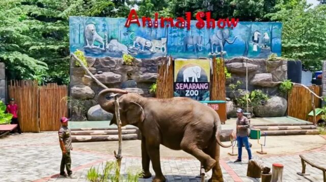 Semarang Zoo Siapkan Perawatan Khusus Satwa untuk Hadapi Cuaca Panas Ekstrem