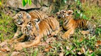 Tiga Bayi Harimau Benggala Ramaikan Semarang Zoo, Ini Tarif Masuk dan Wahana Wisatanya